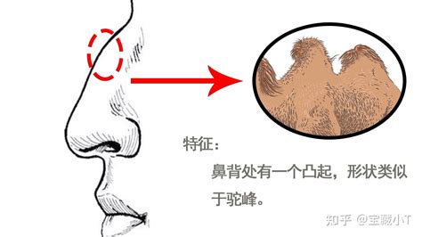 面像 鼻子|十五种鼻型，你属于哪一种？